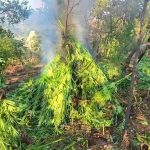 Caulonia, maxi sequestro di marijuana nella Locride