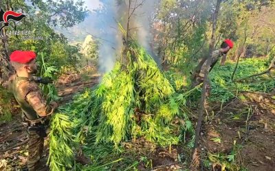 Caulonia, maxi sequestro di marijuana nella Locride