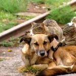 Migliaia di cani e gatti abbandonati, Enpa: "Piaga di tutte le estati"