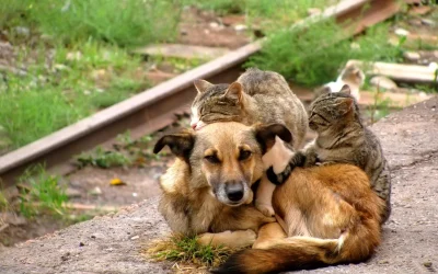 Migliaia di cani e gatti abbandonati, Enpa: "Piaga di tutte le estati"