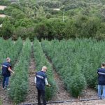 Operazione “ARISTEO”: scoperta maxi piantagione di marijuana a Villaurbana