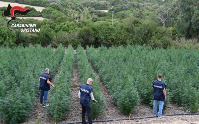 Operazione “ARISTEO”: scoperta maxi piantagione di marijuana a Villaurbana