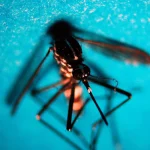 Prima vittima di West Nile in Veneto: muore donna 81 anni
