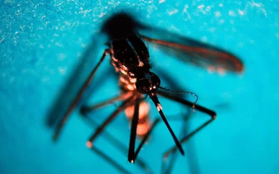 Prima vittima di West Nile in Veneto: muore donna 81 anni