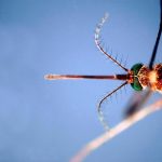 West Nile in Italia, 430 casi e 27 decessi confermati