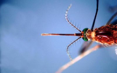 West Nile in Italia, 430 casi e 27 decessi confermati