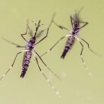 Zanzare e virus in viaggio, boom richieste su Dengue e West Nile