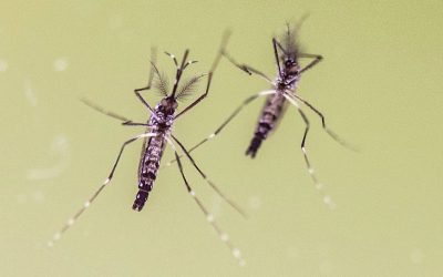 Zanzare e virus in viaggio, boom richieste su Dengue e West Nile
