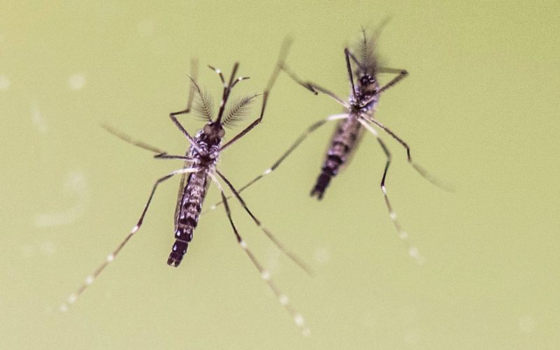 Zanzare e virus in viaggio, boom richieste su Dengue e West Nile