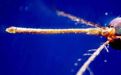 Italia leader europea per casi di virus West Nile