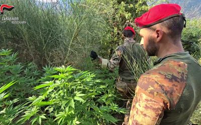 Carabinieri smantellano piantagione di canapa in Aspromonte