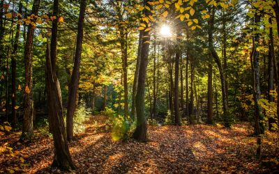 Foreste Vetuste e Alberi Antichi al Centro della Conferenza