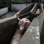 Nuova inchiesta denuncia maltrattamenti nei macelli argentini