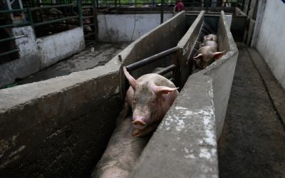 Nuova inchiesta denuncia maltrattamenti nei macelli argentini