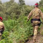 Desulo, arrestato ventenne per piantagione di cannabis