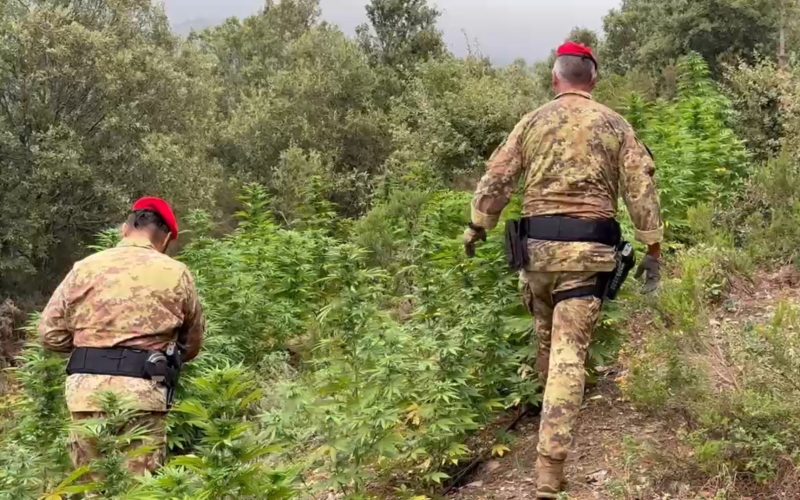 Desulo, arrestato ventenne per piantagione di cannabis