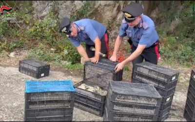 Carabinieri scoprono 2.200 uccelli protetti nei controlli traghetti