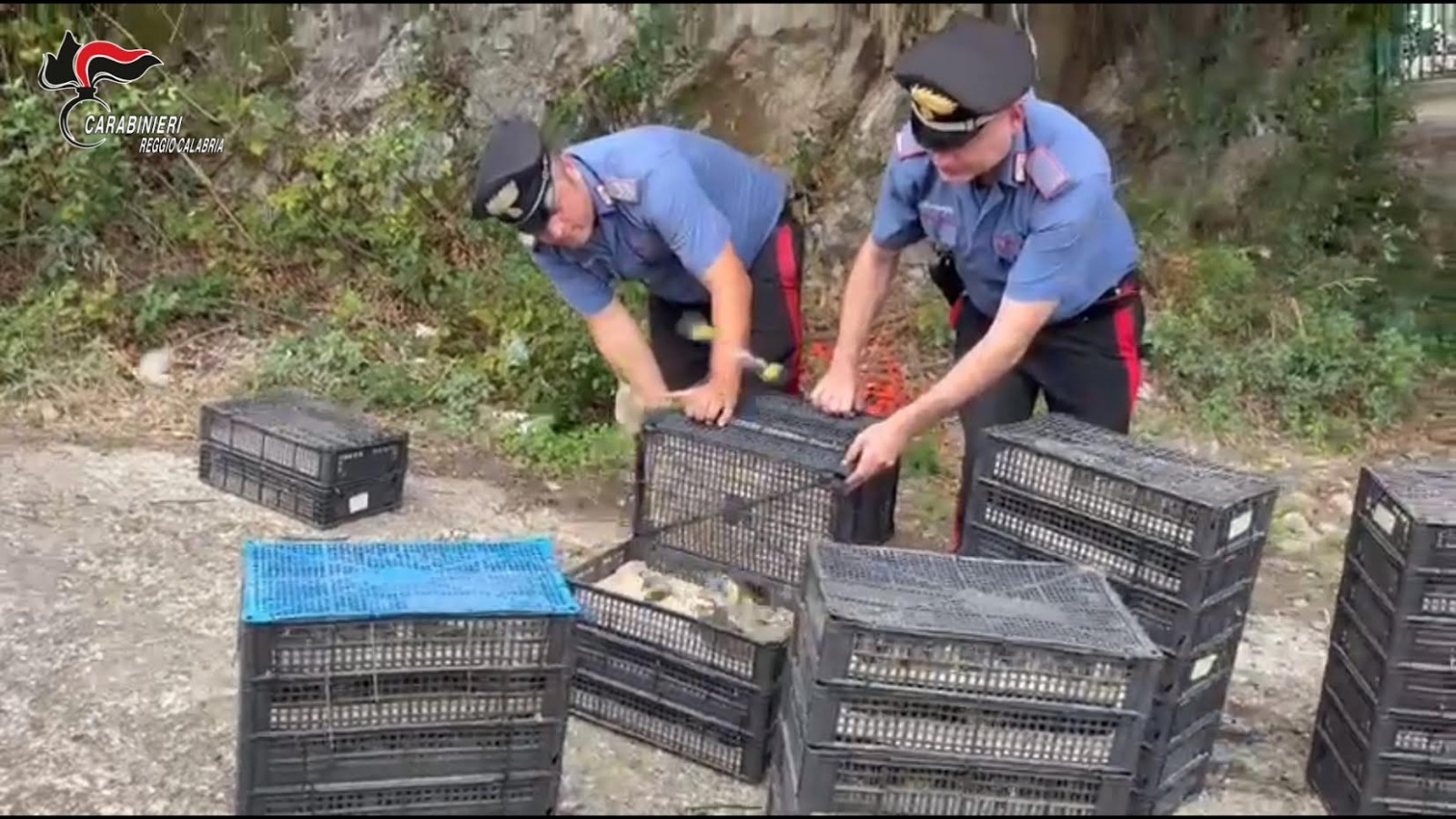 Carabinieri scoprono 2.200 uccelli protetti nei controlli traghetti