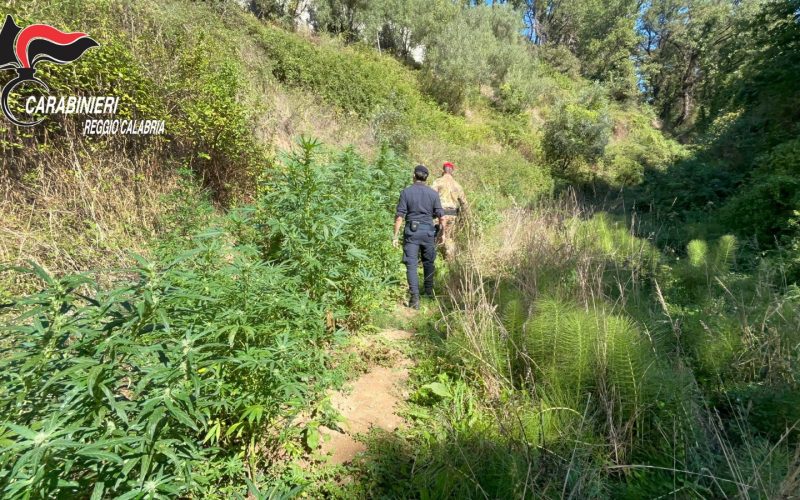 Piantagione di cannabis scoperta [VIDEO] a Delianuova, tre indagati