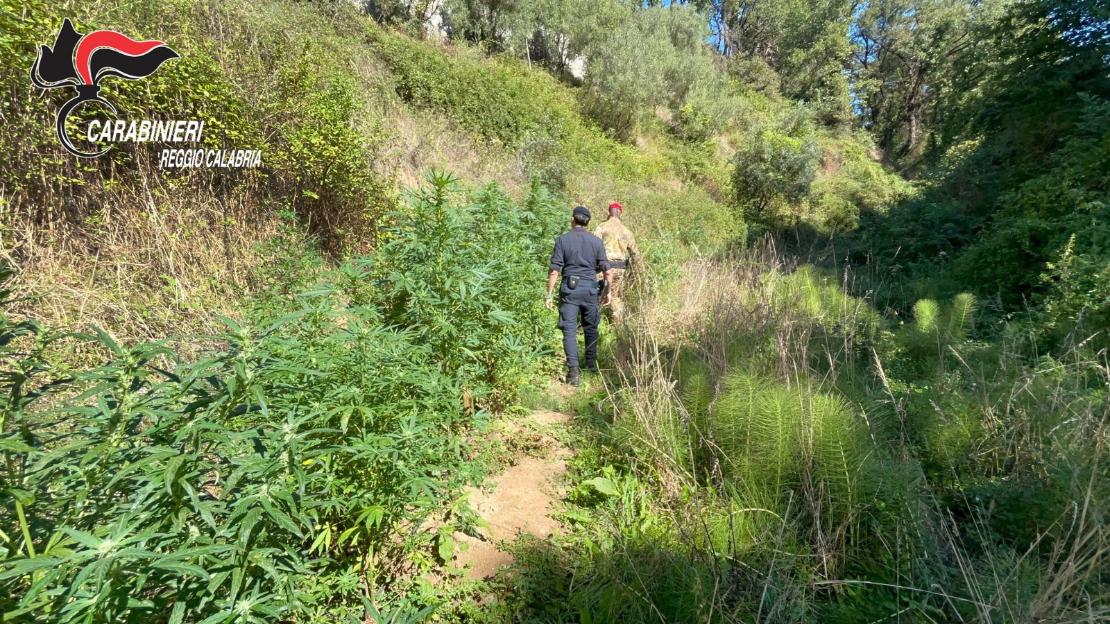 Piantagione di cannabis scoperta a Delianuova, tre indagati
