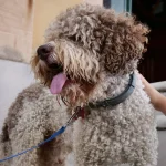 Bolzano, dal 2026 i cani potrebbero pagare una tassa annuale e una di soggiorno