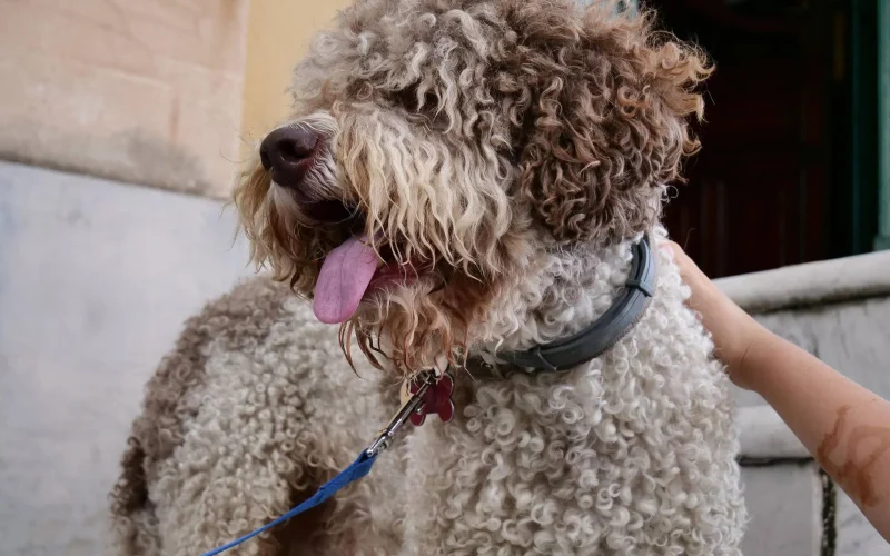 Bolzano, dal 2026 i cani potrebbero pagare una tassa annuale e una di soggiorno