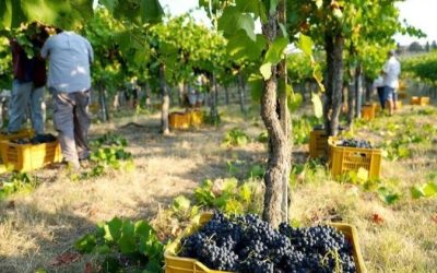 Vendemmia 2025: aumento e qualità, boom al Sud Italia