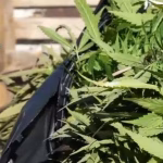 Arrestato a Duino Aurisina 45enne per coltivazione droga