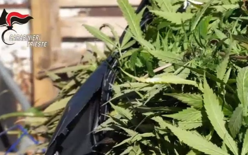Arrestato a Duino Aurisina 45enne per coltivazione droga
