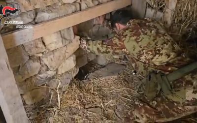 Platì, scoperto bunker con piantagione di marijuana “indoor”