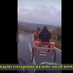 Competizioni clandestine a cavallo, sequestro a Catania