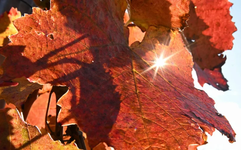 Sole intenso per due giorni, poi il ciclone: precipitazioni diffusive