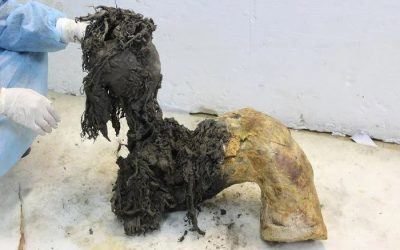 Rna del mammut Yuka rivela geni attivi prima della morte