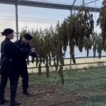 Maxi piantagione di marijuana scoperta a Monastir