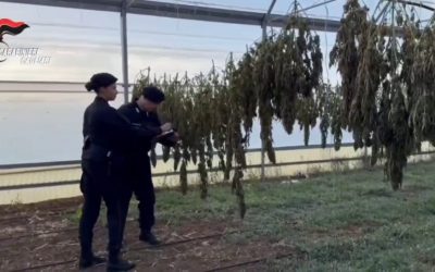 Maxi piantagione di marijuana scoperta a Monastir
