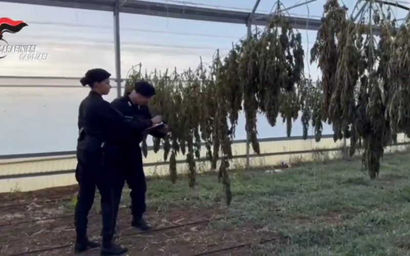 Maxi piantagione di marijuana scoperta a Monastir [VIDEO]