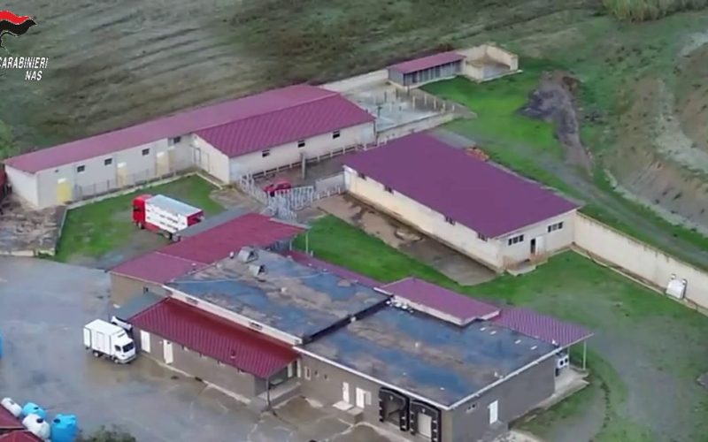 Macellazione clandestina di cavalli [VIDEO], maxi sequestro NAS
